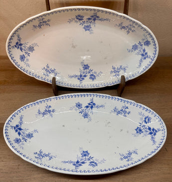 Ravier / Zuurschalen op Rambling Rose...