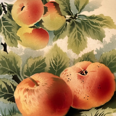 Sierbord / Wandbord - onleesbaar gemerkt (waarschijnlijk Frans) - décor van appels in diverse kleuren