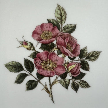 Bowl / Presentation bowl - square model - Wedgwood - BRIAR ROSE decor